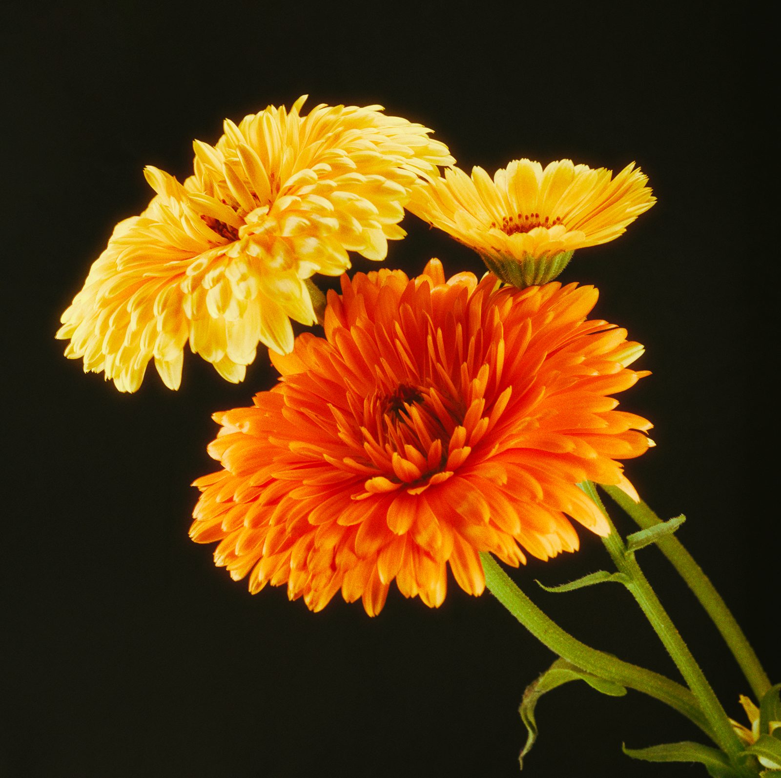 Caléndula: la flor naranja de los remedios de la abuela